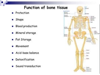 Lecture Musculoskeletal system in children.pptx