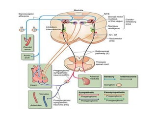 Lecture nerual regulation of circulation | PDF