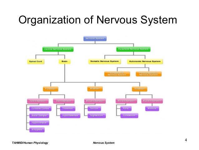 Diagram Of A Nervous System Organization Images - How To Diagram Of A Nervous System Organization Images - How To