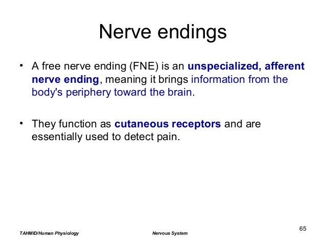 Nervous System