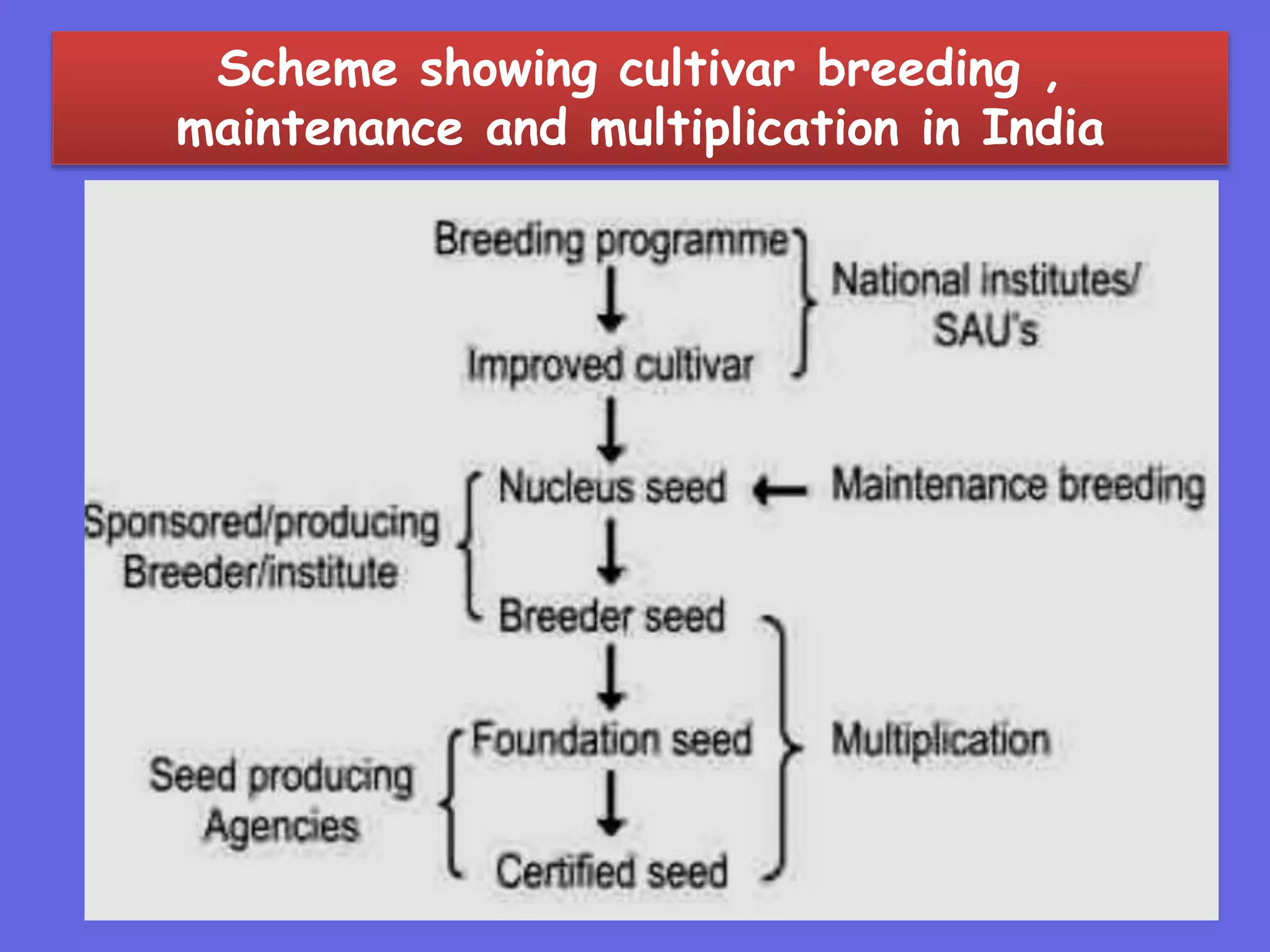 Scheme showing cultivar breeding ,
maintenance and multiplication in India
 