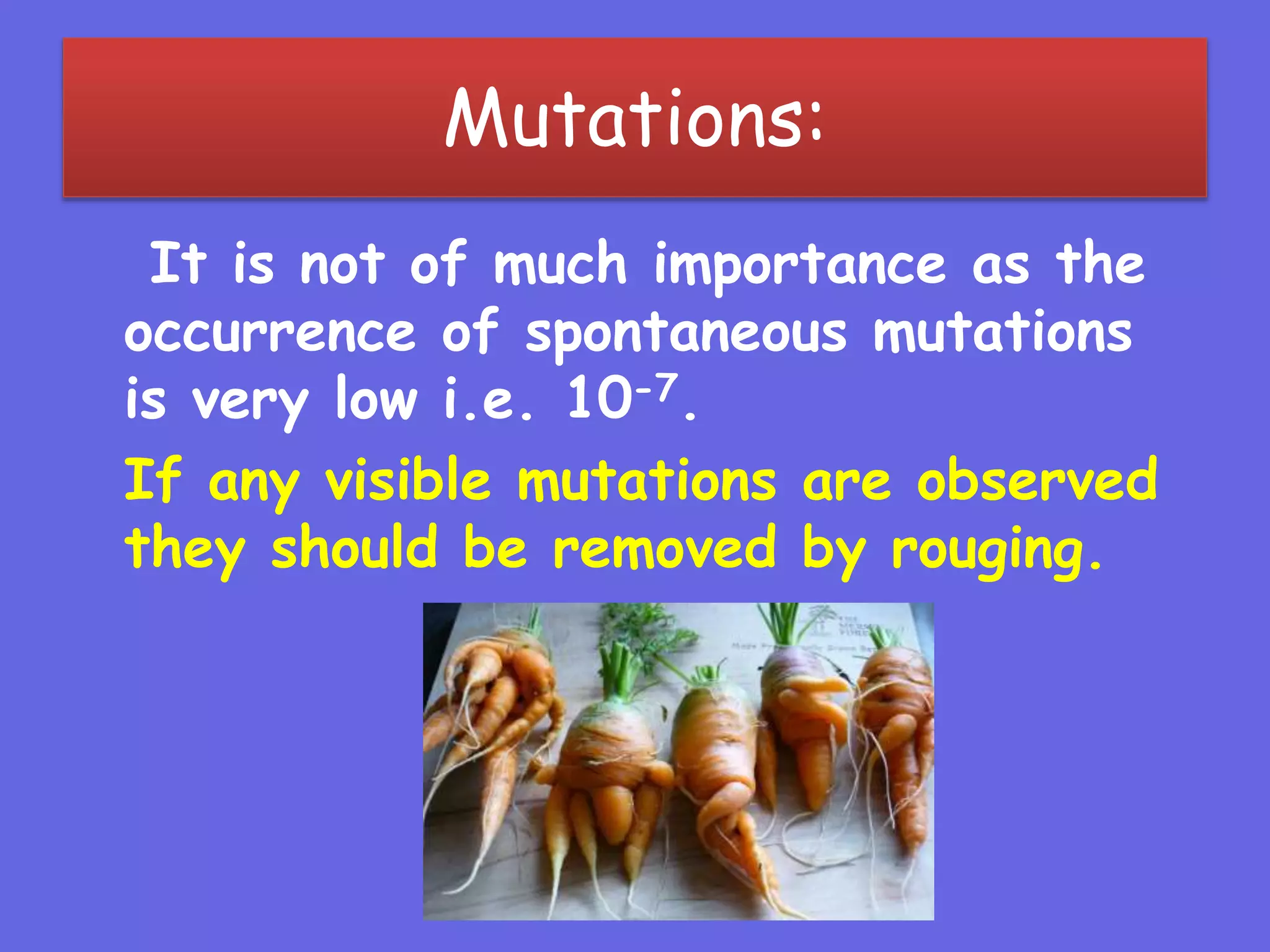 Mutations:
It is not of much importance as the
occurrence of spontaneous mutations
is very low i.e. 10-7.
If any visible mutations are observed
they should be removed by rouging.
 