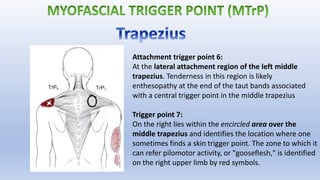 Attachment trigger point 6:
At the lateral attachment region of the left middle
trapezius. Tenderness in this region is likely
enthesopathy at the end of the taut bands associated
with a central trigger point in the middle trapezius
Trigger point 7:
On the right lies within the encircled area over the
middle trapezius and identifies the location where one
sometimes finds a skin trigger point. The zone to which it
can refer pilomotor activity, or "gooseflesh," is identified
on the right upper limb by red symbols.
 