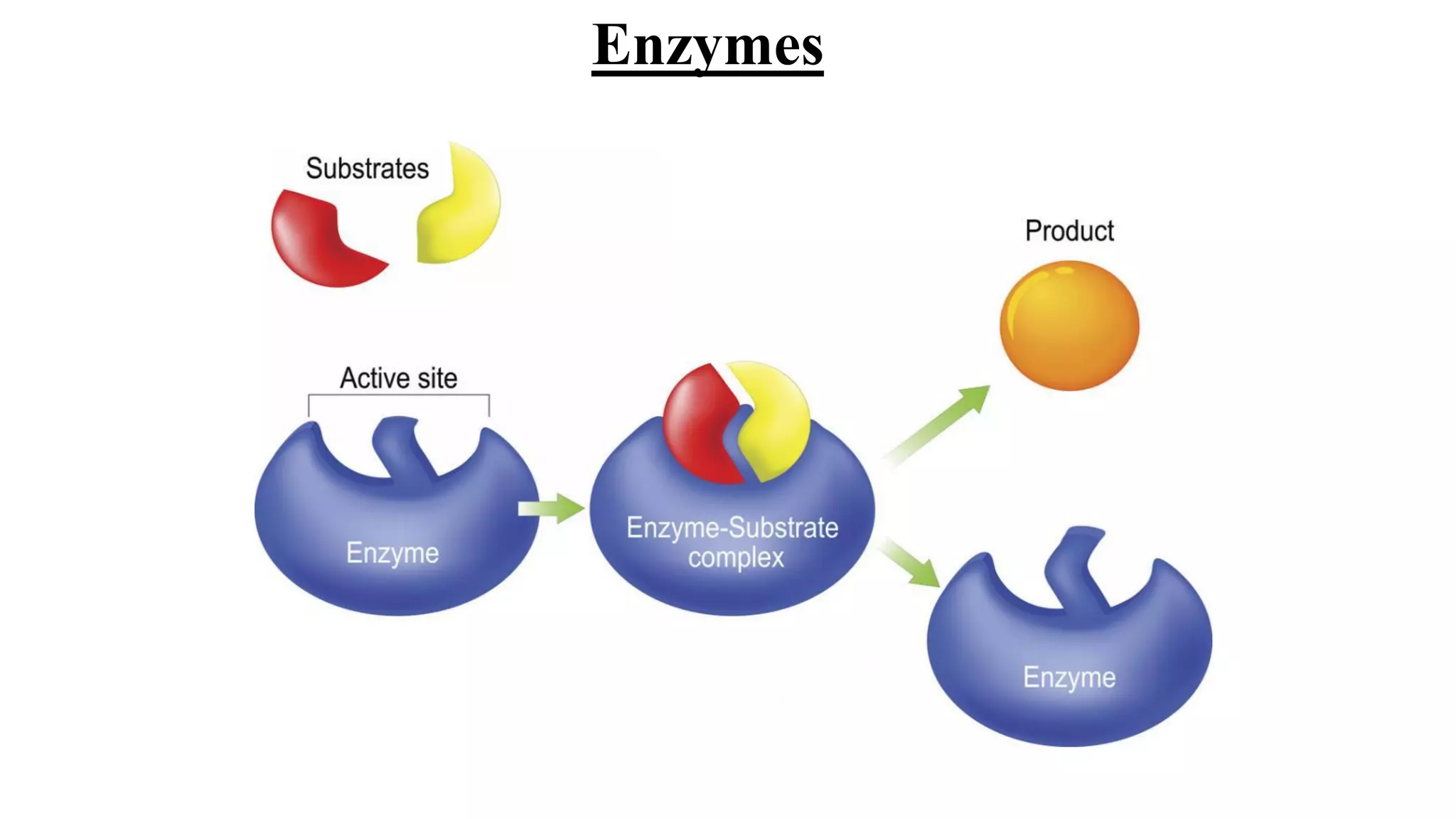 Enzymes
 