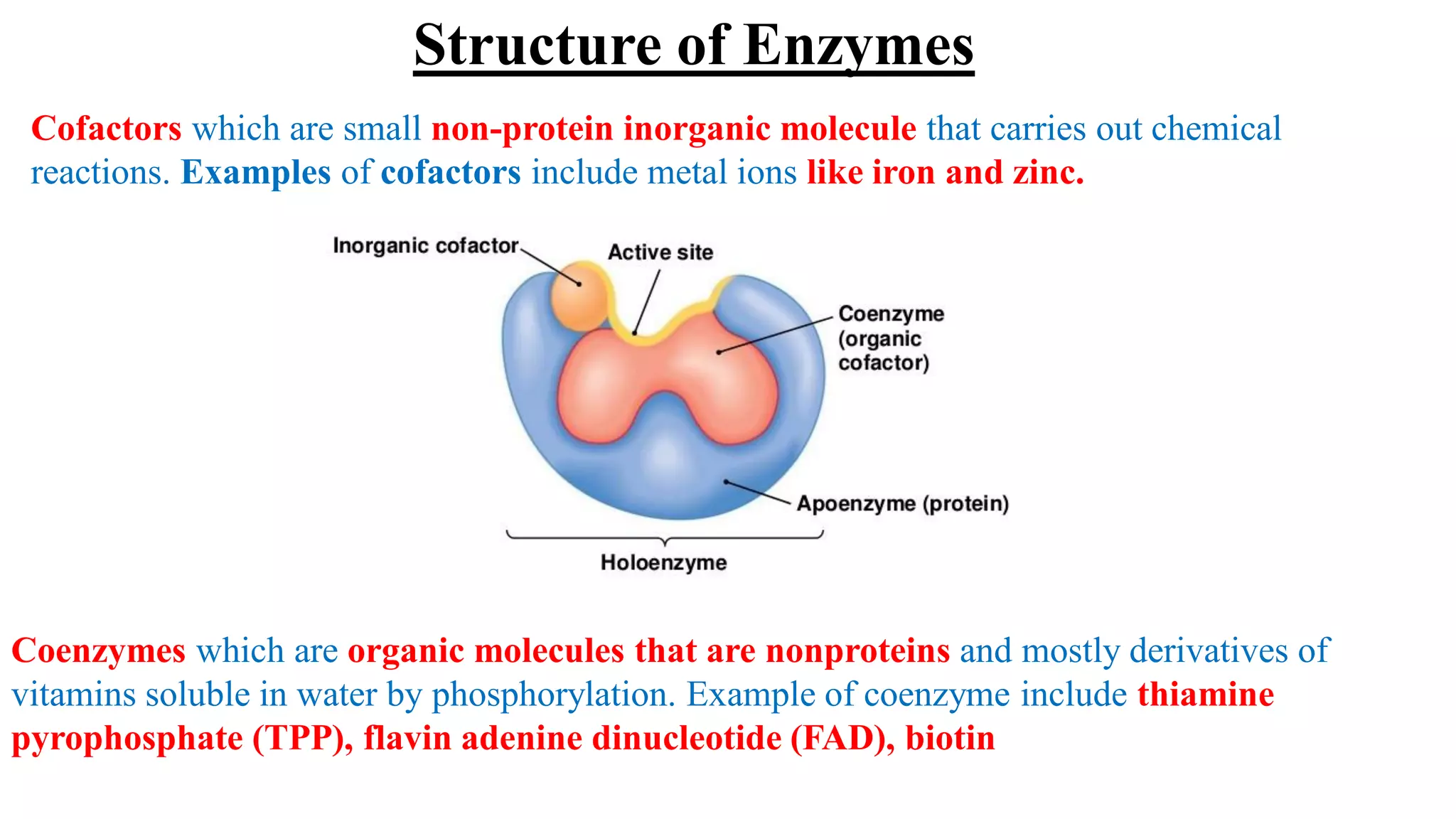 Structure of Enzymes
Cofactors which are small non-protein inorganic molecule that carries out chemical
reactions. Examples of cofactors include metal ions like iron and zinc.
Coenzymes which are organic molecules that are nonproteins and mostly derivatives of
vitamins soluble in water by phosphorylation. Example of coenzyme include thiamine
pyrophosphate (TPP), flavin adenine dinucleotide (FAD), biotin
 