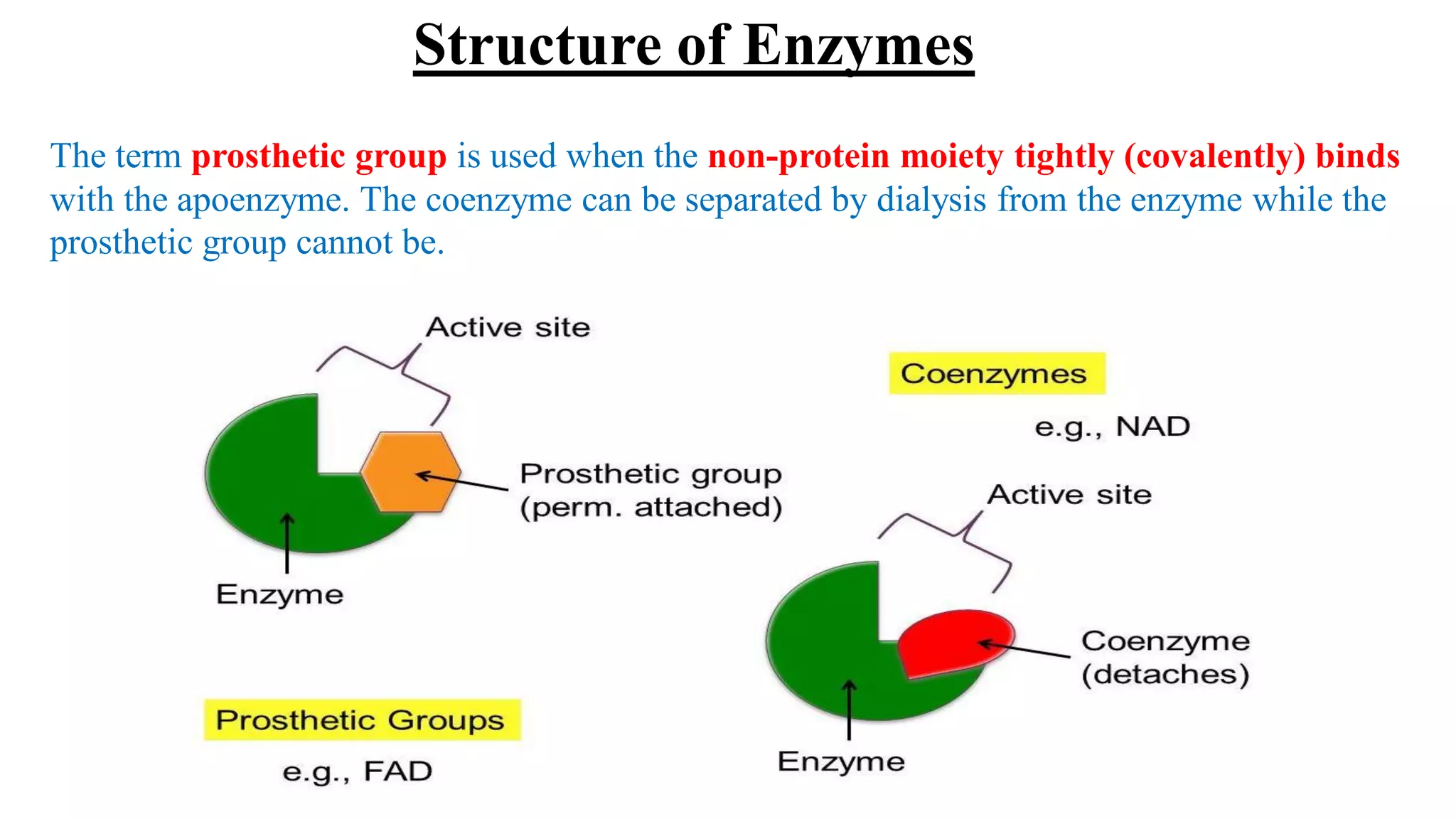 The term prosthetic group is used when the non-protein moiety tightly (covalently) binds
with the apoenzyme. The coenzyme can be separated by dialysis from the enzyme while the
prosthetic group cannot be.
Structure of Enzymes
 
