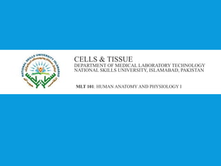 CELLS & TISSUE
DEPARTMENT OF MEDICAL LABORATORY TECHNOLOGY
NATIONAL SKILLS UNIVERSITY, ISLAMABAD, PAKISTAN
MLT 101: HUMAN ANATOMY AND PHYSIOLOGY I
 