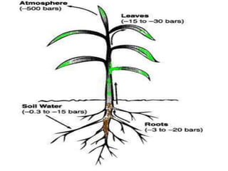 EFFECT OF MOISTURE STRESS ON PLANT GROWTH AND DEVELOPMENT | PPTX