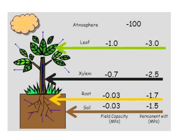 EFFECT OF MOISTURE STRESS ON PLANT GROWTH AND DEVELOPMENT | PPTX