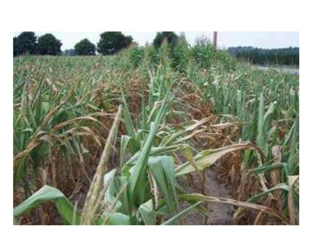 EFFECT OF MOISTURE STRESS ON PLANT GROWTH AND DEVELOPMENT