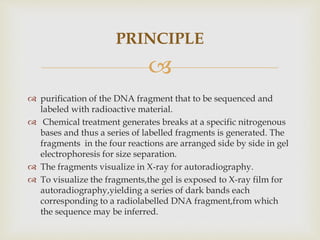 
PRINCIPLE
 purification of the DNA fragment that to be sequenced and
labeled with radioactive material.
 Chemical treatment generates breaks at a specific nitrogenous
bases and thus a series of labelled fragments is generated. The
fragments in the four reactions are arranged side by side in gel
electrophoresis for size separation.
 The fragments visualize in X-ray for autoradiography.
 To visualize the fragments,the gel is exposed to X-ray film for
autoradiography,yielding a series of dark bands each
corresponding to a radiolabelled DNA fragment,from which
the sequence may be inferred.
 