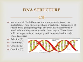 
 In a strand of DNA, there are some simple units known as
nucleotides. These nucleotides have a 'backbone' that consists of
sugars and a phosphate group. The DNA bases can be one of
four kinds and they are attached to these sugars. These bases
hold the important and unique genetic information for body.
These bases are:
 Adenine (A)
 Thymine (T)
 Cytosine (C)
 Guanine (G)
DNA STRUCTURE
 