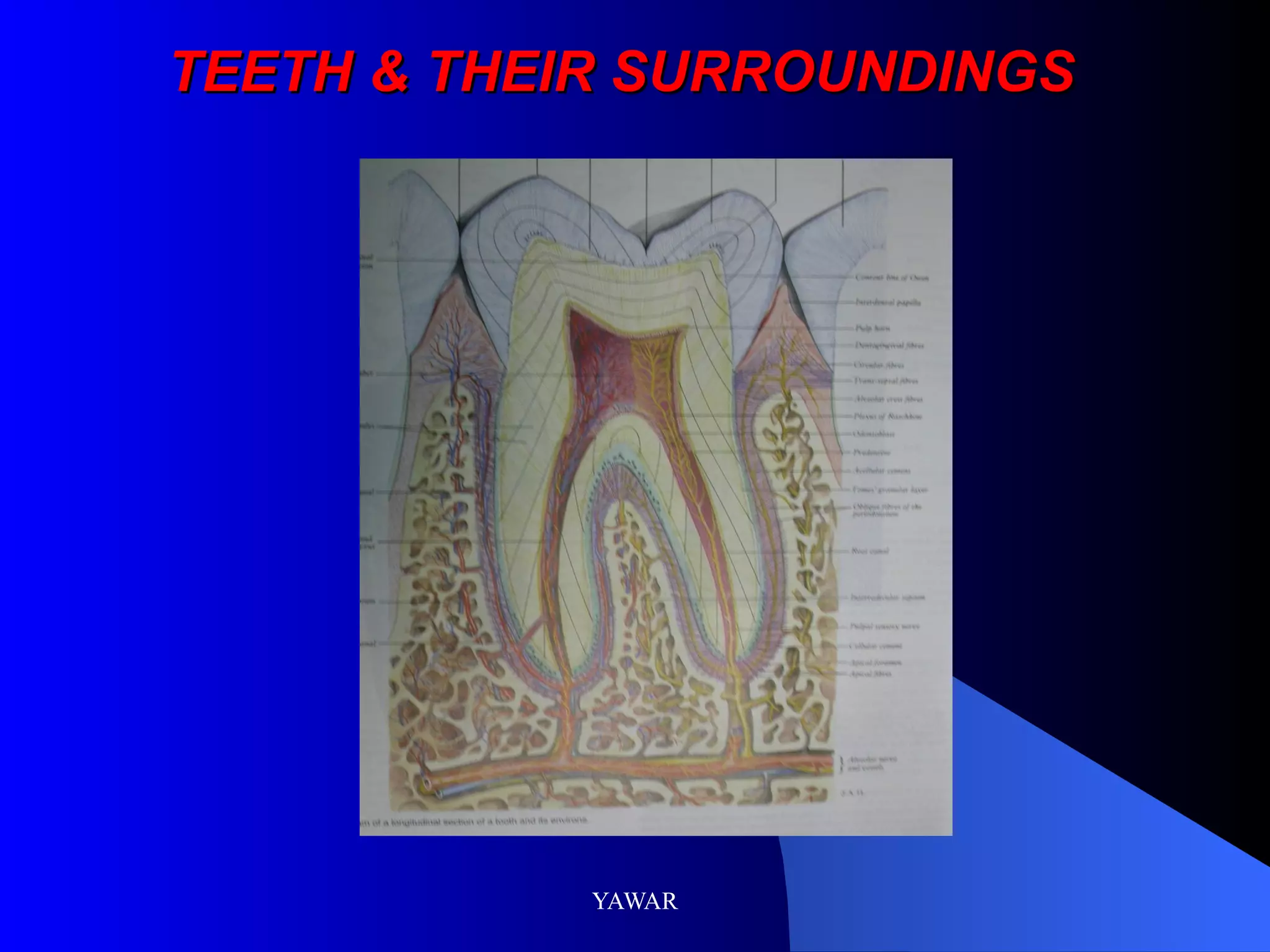 TEETH & THEIR SURROUNDINGS