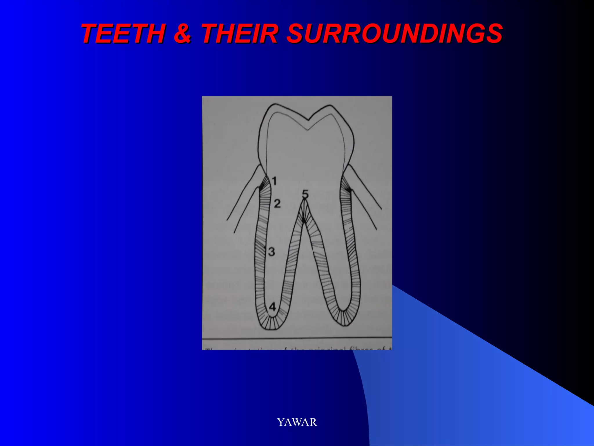 TEETH & THEIR SURROUNDINGS