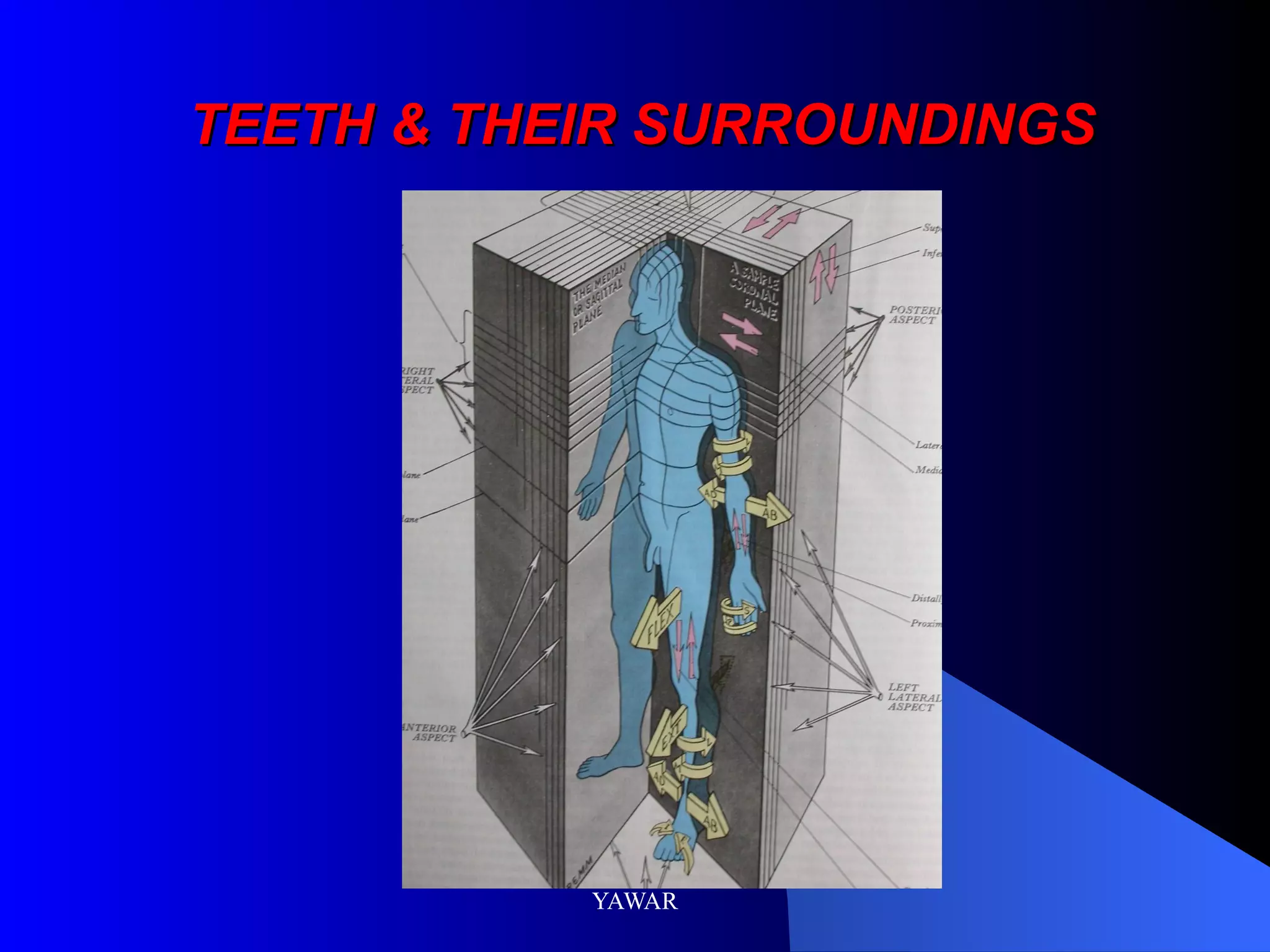 TEETH & THEIR SURROUNDINGS