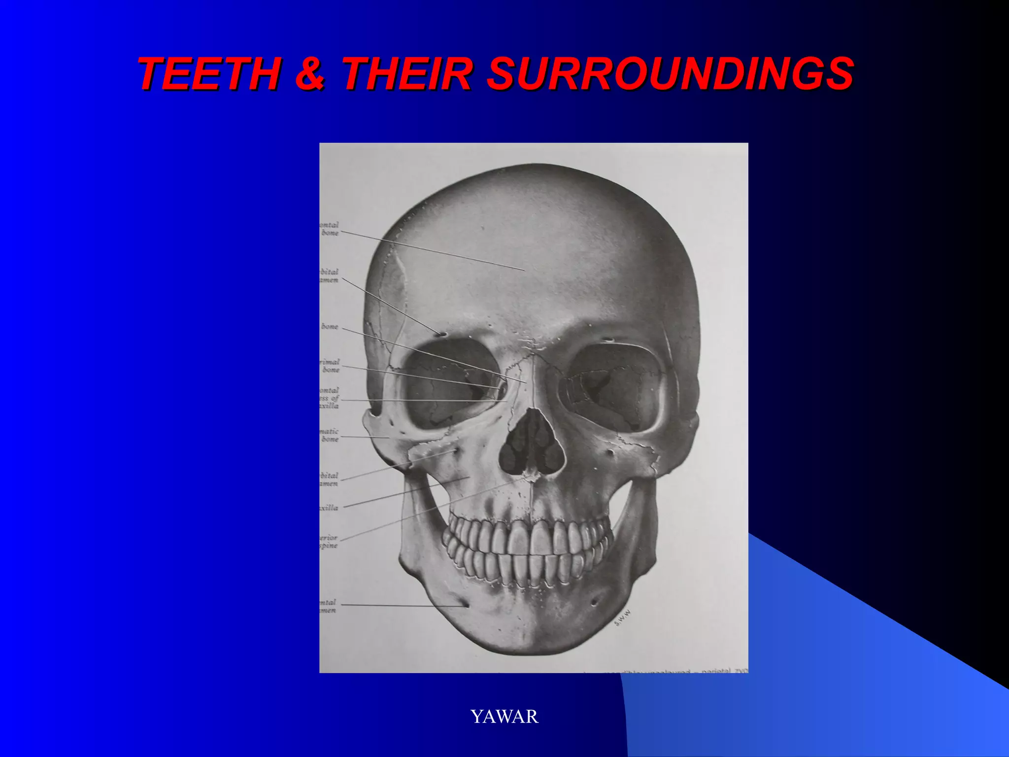 TEETH & THEIR SURROUNDINGS