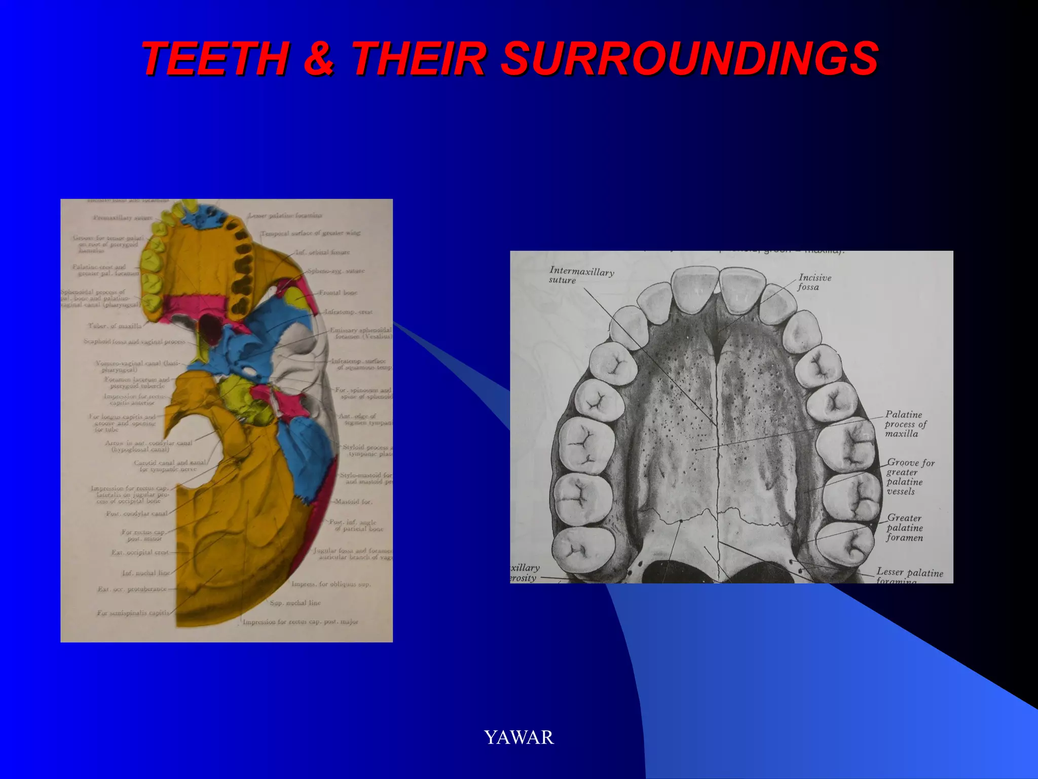 TEETH & THEIR SURROUNDINGS