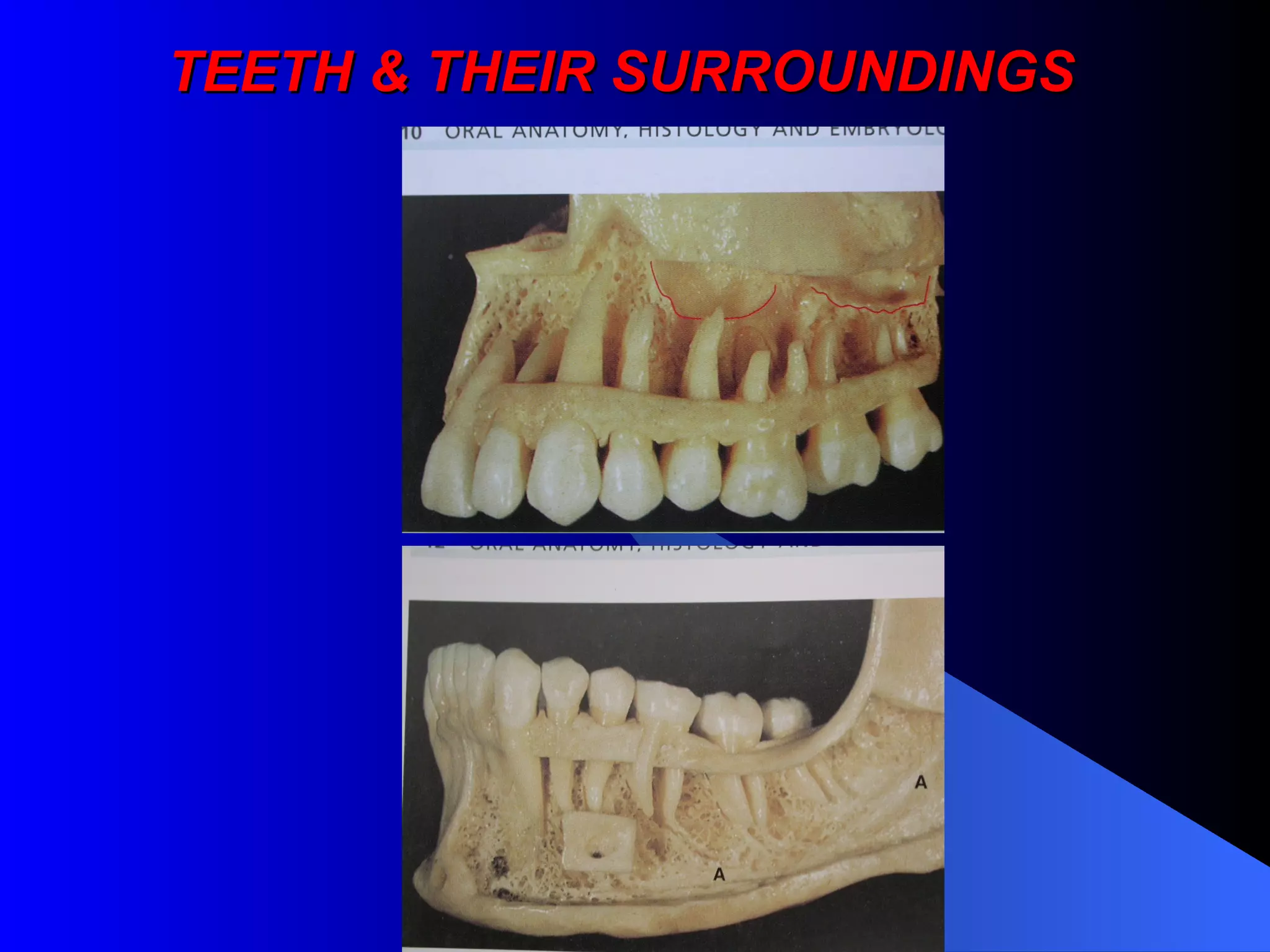 TEETH & THEIR SURROUNDINGS