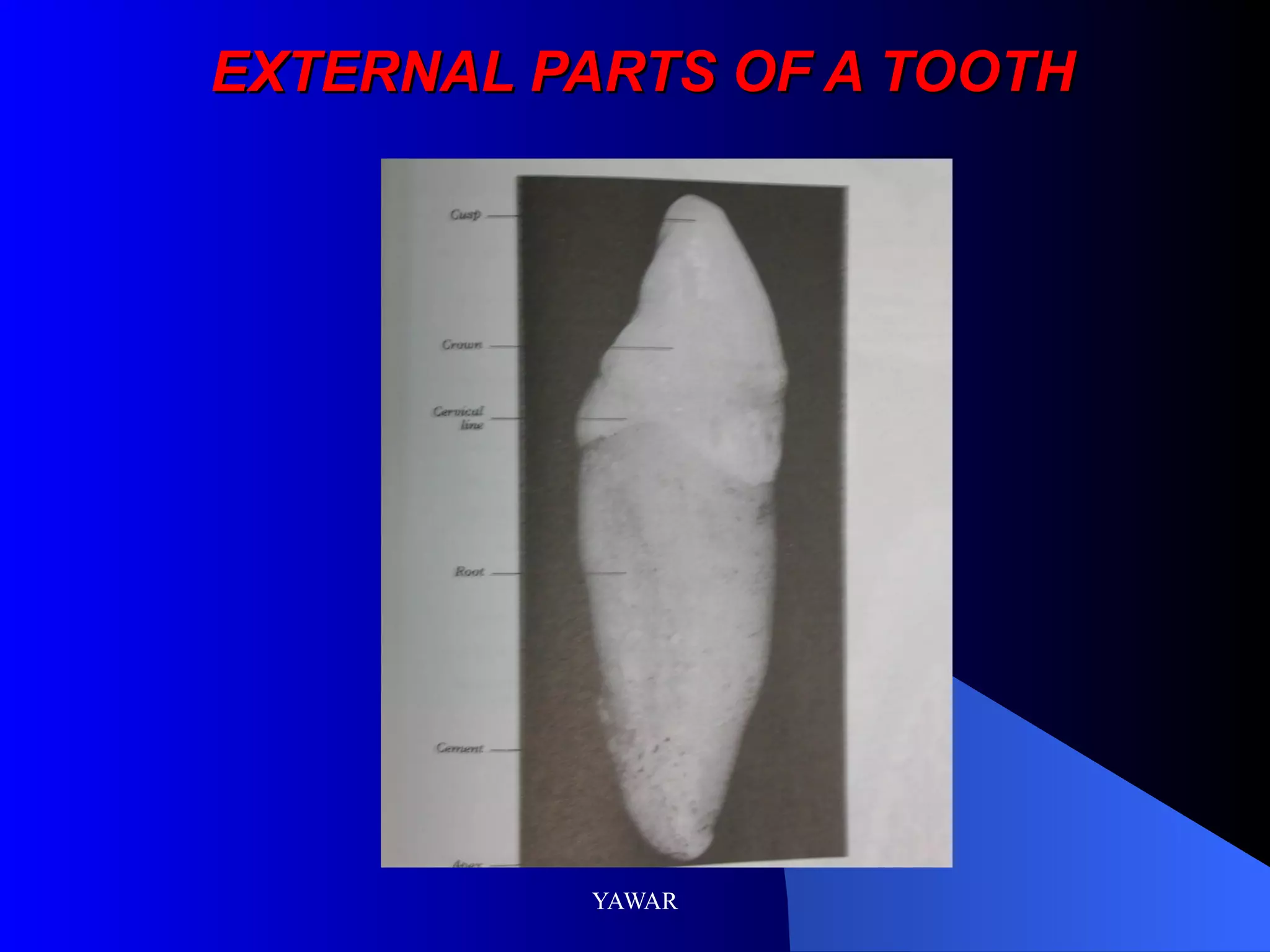 EXTERNAL PARTS OF A TOOTH