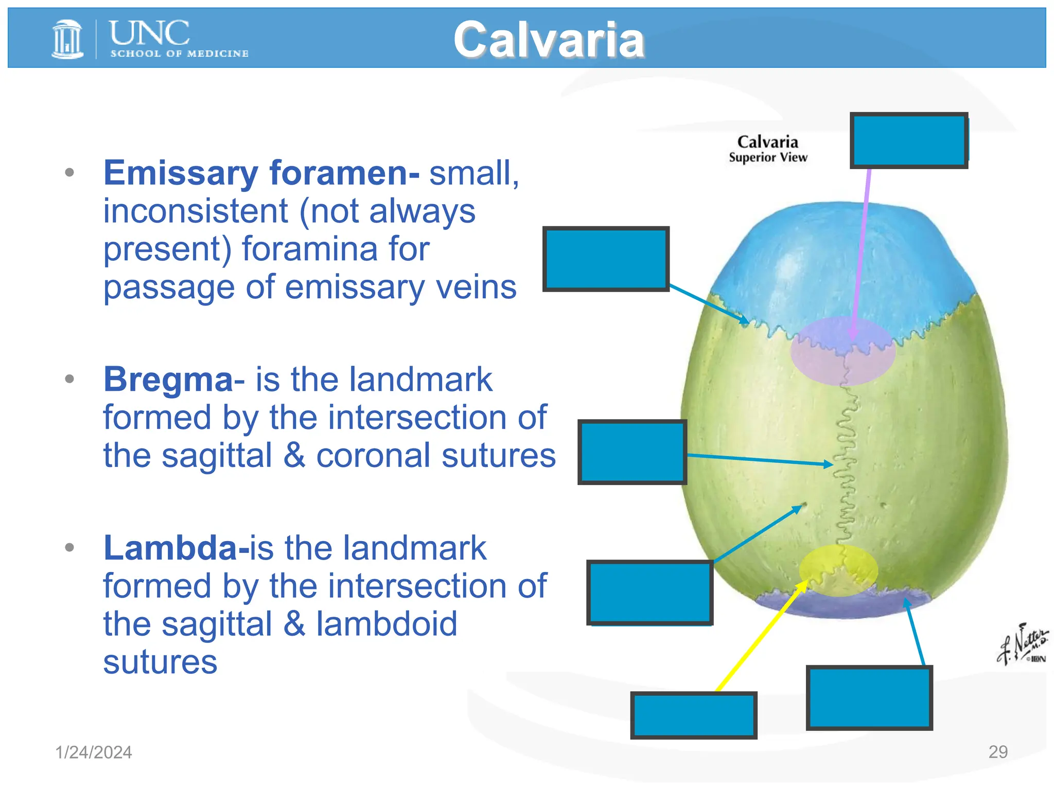 Anatomy of human skull, Head and Neck Anatomy | PPTX