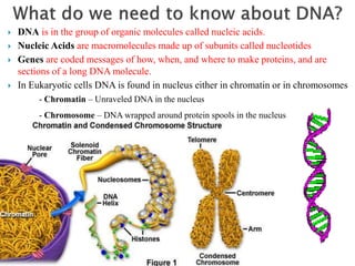 lecture No 3-central dogma.ppt