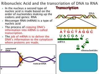  mRNA is made up of subunits called nucleotides.
 There are 4 different types of nucleotides of RNA:
◦ Nucleotides with ...