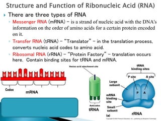 lecture No 3-central dogma.ppt