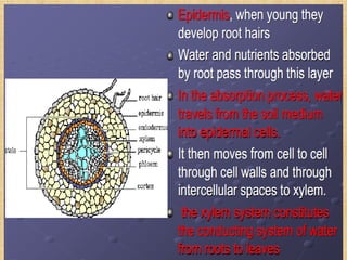 Lecture Note. Chapter 2 Soil water plant relationship.pdf