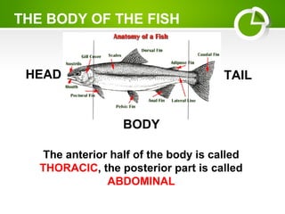 HEAD
BODY
TAIL
THE BODY OF THE FISH
The anterior half of the body is called
THORACIC, the posterior part is called
ABDOMINAL
 