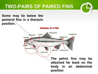 The pelvic fins may be
attached far back on the
body in an abdominal
position
TWO-PAIRS OF PAIRED FINS
Some may lie below the
pectoral fins in a thoracic
position.
 