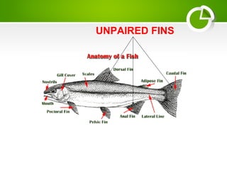 UNPAIRED FINS
 