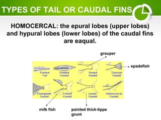 TYPES OF TAIL OR CAUDAL FINS
HOMOCERCAL: the epural lobes (upper lobes)
and hypural lobes (lower lobes) of the caudal fins
are eaqual.
painted thick-lippe
grunt
grouper
spadefish
milk fish
 