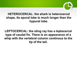 HETEROCERCAL: the shark is heterocercal
shape, its epural lobe is much longer than the
hypural lobe.
LEPTOCERCAL: the sting ray has a leptocercal
type of caudal fin. There is an appearance of a
whip with the vertebral column continous to the
tip of the tail.
 