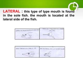 LATERAL : this type of type mouth is found
in the sole fish. the mouth is located at the
lateral side of the fish.
 