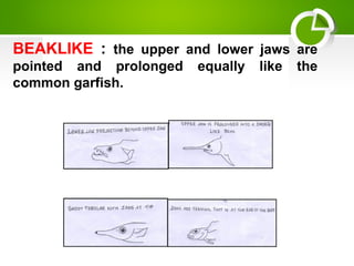 BEAKLIKE : the upper and lower jaws are
pointed and prolonged equally like the
common garfish.
 