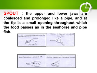 SPOUT : the upper and lower jaws are
coalesced and prolonged like a pipe, and at
the tip is a small opening throughout which
the food passes as in the seahorse and pipe
fish.
 