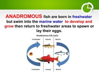 ANADROMOUS fish are born in freshwater
but swim into the marine water to develop and
grow then return to freshwater areas to spawn or
lay their eggs.
 
