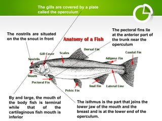 By and large, the mouth of
the body fish is terminal
while that of the
cartilaginous fish mouth is
inferior
The nostrils are situated
on the the snout in front
The gills are covered by a plate
called the operculum
The isthmus is the part that joins the
lower jaw of the mouth and the
breast and is at the lower end of the
operculum.
The pectoral fins lie
at the anterior part of
the trunk near the
operculum
 
