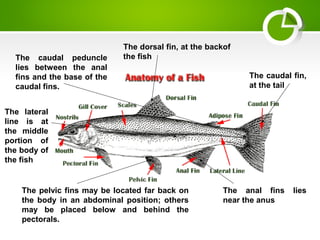 The pelvic fins may be located far back on
the body in an abdominal position; others
may be placed below and behind the
pectorals.
The anal fins lies
near the anus
The caudal fin,
at the tail
The dorsal fin, at the backof
the fishThe caudal peduncle
lies between the anal
fins and the base of the
caudal fins.
The lateral
line is at
the middle
portion of
the body of
the fish
 