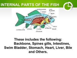 INTERNAL PARTS OF THE FISH
These includes the following:
Backbone, Spines gills, Intestines,
Swim Bladder, Stomach, Heart, Liver, Bile
and Others.
 