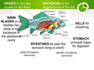 SPINES or fins are
located in the flesh
BACKBONE is the
biggest bone of the fish
GILLS for
breathing
INTESTINES lie near the
stomach (long or short)
LONG STOMACH
(hervivore)
SHORT STOMACH
(carnivore)
SWIM
BLADER or air
bladder lies
close to the
backbone in
the abdominal
cavity STOMACH
principal organ
for digestion
 