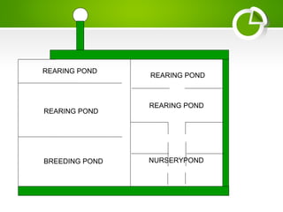 REARING POND
REARING POND
REARING POND
REARING POND
BREEDING POND NURSERYPOND
 