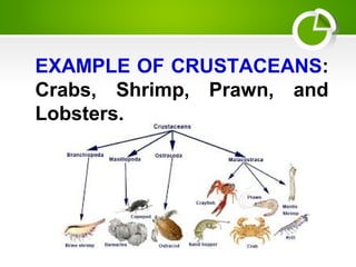 EXAMPLE OF CRUSTACEANS:
Crabs, Shrimp, Prawn, and
Lobsters.
 
