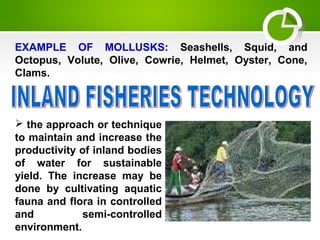 EXAMPLE OF MOLLUSKS: Seashells, Squid, and
Octopus, Volute, Olive, Cowrie, Helmet, Oyster, Cone,
Clams.
 the approach or technique
to maintain and increase the
productivity of inland bodies
of water for sustainable
yield. The increase may be
done by cultivating aquatic
fauna and flora in controlled
and semi-controlled
environment.
 