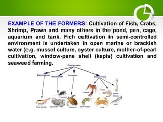EXAMPLE OF THE FORMERS: Cultivation of Fish, Crabs,
Shrimp, Prawn and many others in the pond, pen, cage,
aquarium and tank. Fich cultivation in semi-controlled
environment is undertaken in open marine or brackish
water (e.g. mussel culture, oyster culture, mother-of-pearl
cultivation, window-pane shell (kapis) cultivation and
seaweed farming.
 