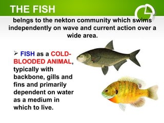 THE FISH
belngs to the nekton community which swims
independently on wave and current action over a
wide area.
 FISH as a COLD-
BLOODED ANIMAL,
typically with
backbone, gills and
fins and primarily
dependent on water
as a medium in
which to live.
 
