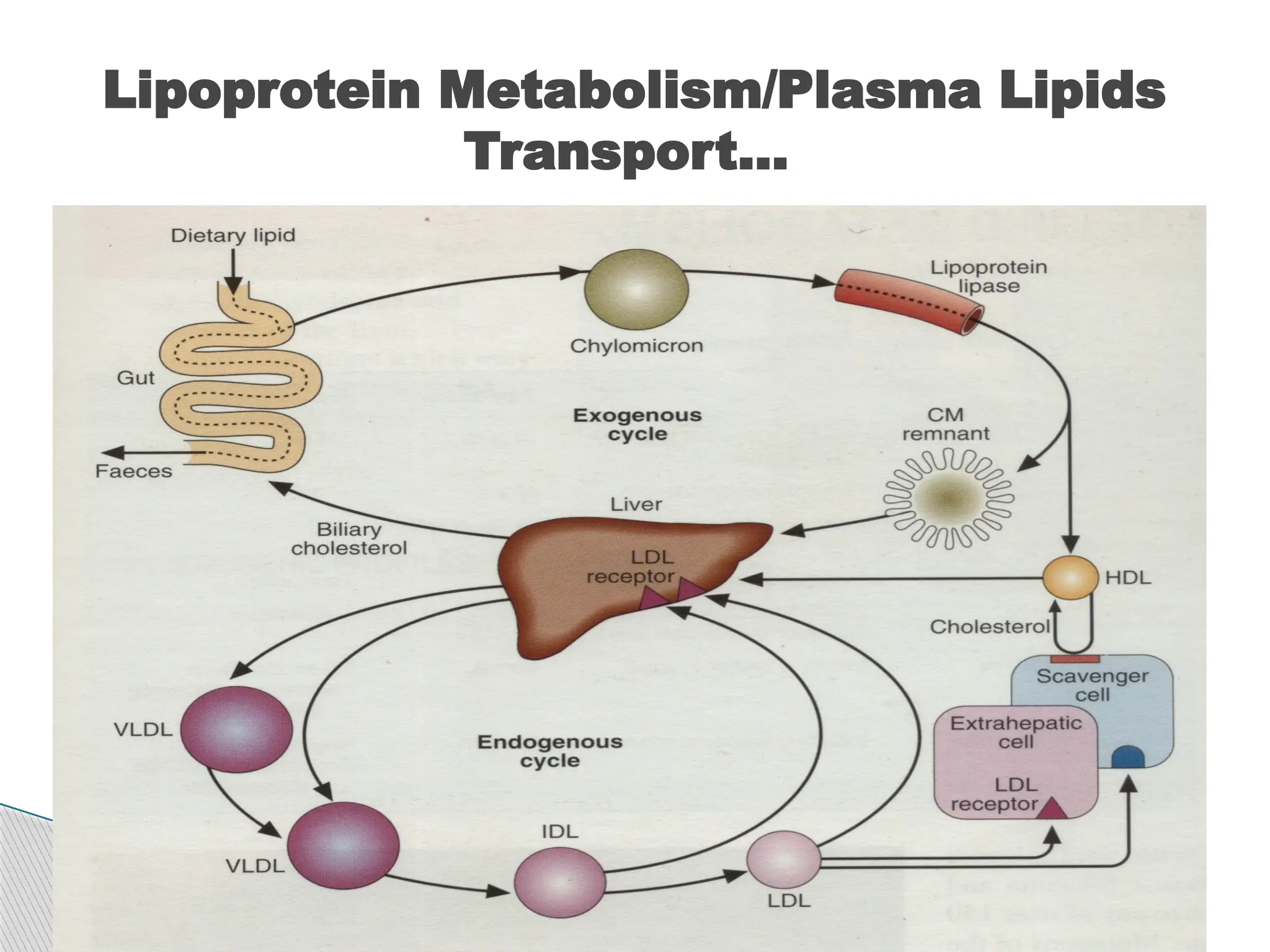 Lecture Note on Lipids and Lipoproteins Metabolism III.pptx