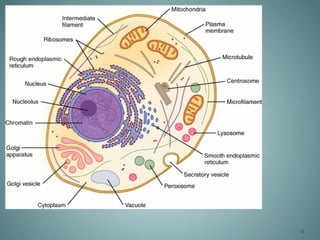 Comprehensive Overview of Human Anatomy and Physiology: Structure ...