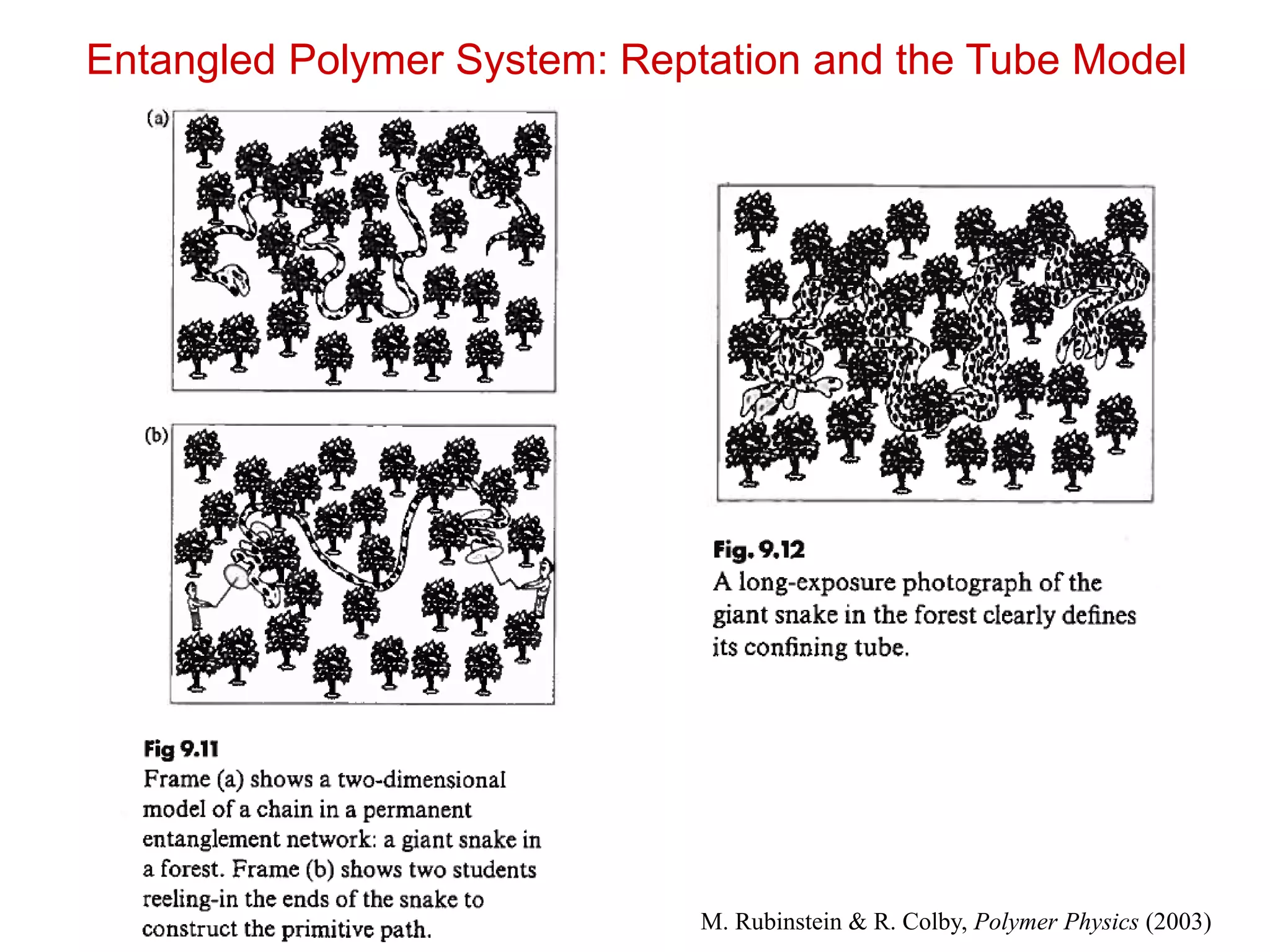 Entangled Polymer System: Reptation and the Tube Model
M. Rubinstein & R. Colby, Polymer Physics (2003)
 