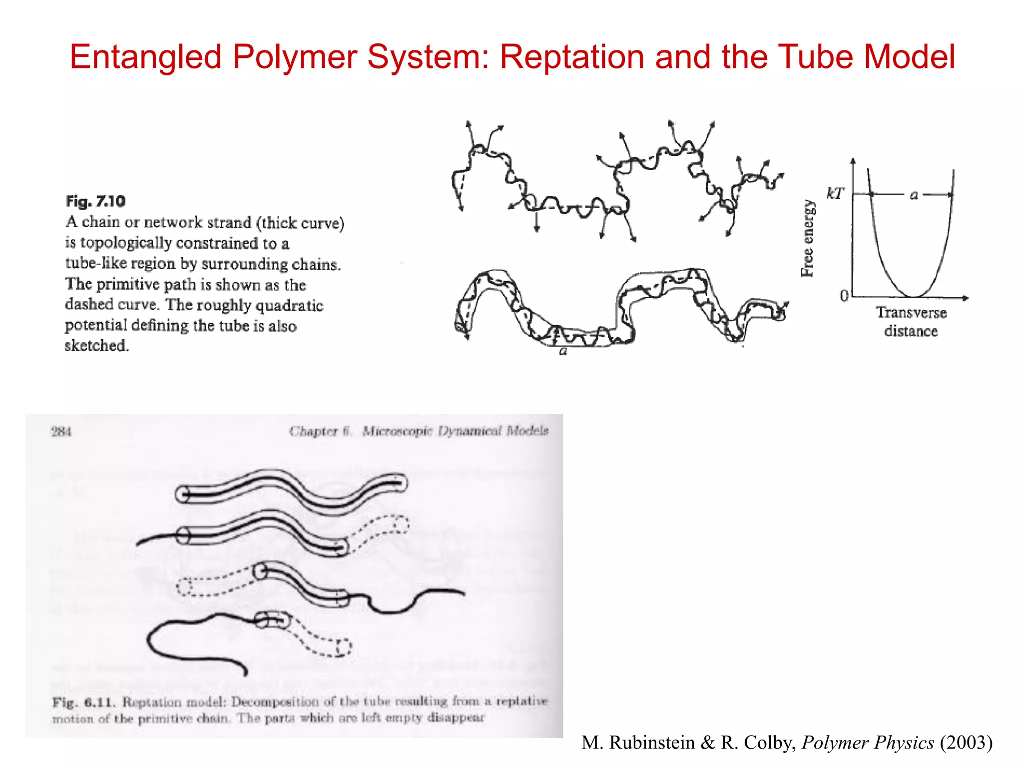 Entangled Polymer System: Reptation and the Tube Model
M. Rubinstein & R. Colby, Polymer Physics (2003)
 